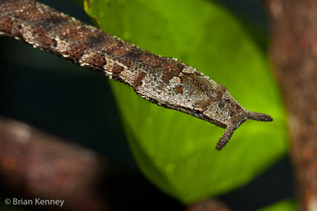 Rắn[-]râu[-]là[-]một[-]loài[-]rắn[-]độc,[-]nhưng[-]lượng[-]nọc[-]và[-]độc[-]tố[-]không[-]đủ[-]để[-]gây[-]nguy[-]hiểm[-]cho[-]con[-]người.